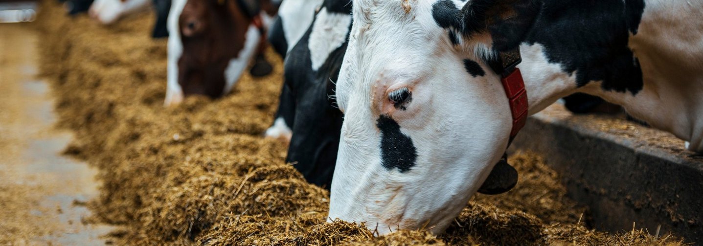 Futtermittel für Nutztiere: Kühe (hier beim Fressen im Stall) sind Pflanzenfresser und bekommen etwa Stroh oder Futtermais.
