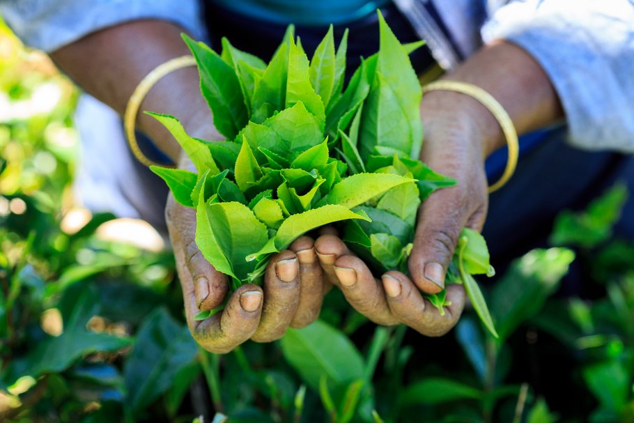 Teeblätter in zwei Händen: Aus den bis zu acht Zentimeter langen Blättern der Pflanze Camellia sinensis entsteht je nach Herstellungsmethode schwarzer, grüner oder weißer Tee.