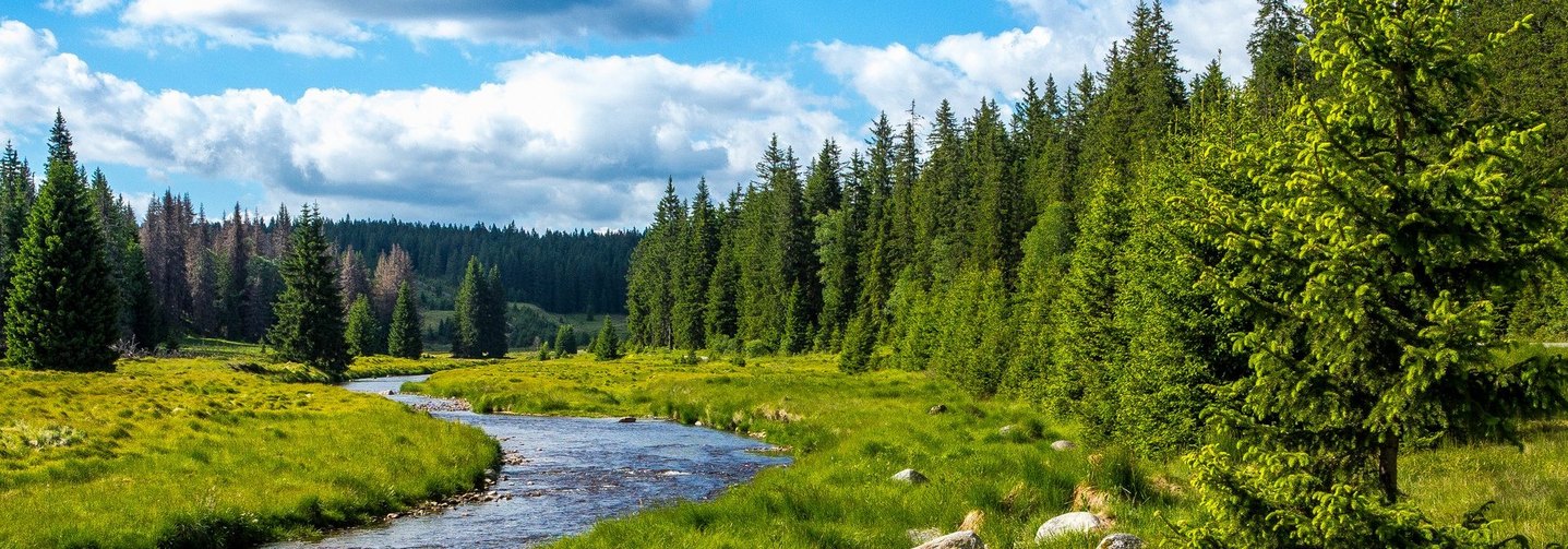 Wälder und Wasser - hier eine Bachlandschaft in Österreich - sind schützenswerte Ressourcen in der Lebensmittelkette. 