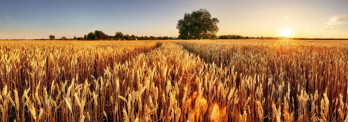 Agrarrohstoffe - wie hier Weizen auf einem Feld in der Sonne - sind kostbare Ressourcen, die einen nachhaltigen Umgang erfordern.