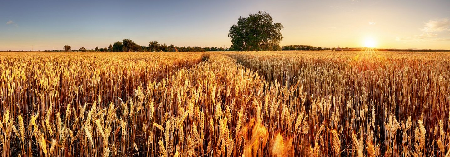 Agrarrohstoffe - wie hier Weizen auf einem Feld in der Sonne - sind kostbare Ressourcen, die einen nachhaltigen Umgang erfordern.