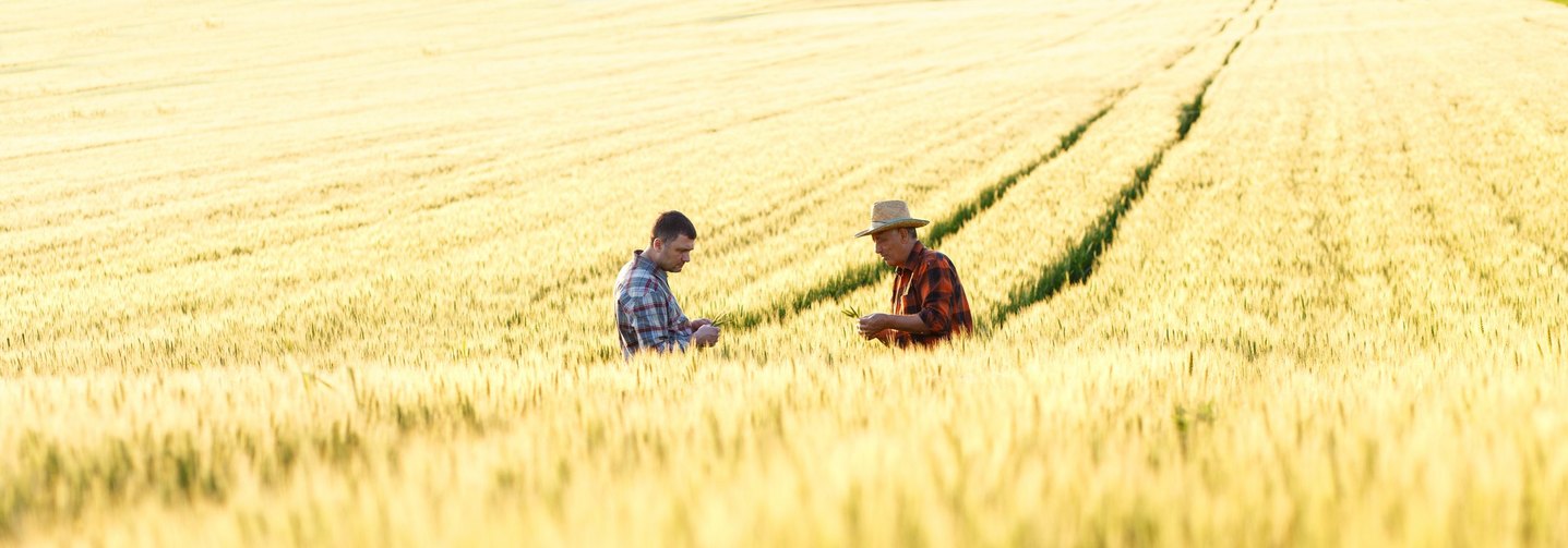 Zwei landwirtschaftliche Facharbeiter stehen auf einem Weizenfeld und begutachten das Getreide.
