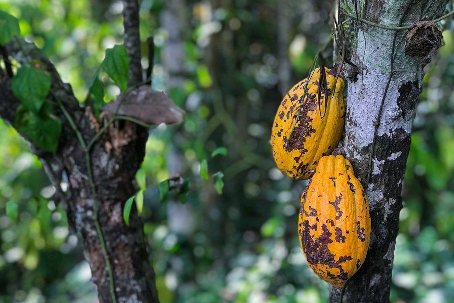 Der Kakaobaum verdankt seinen Namen dem Naturwissenschaftler Carl von Linné, der ihn „Theobroma cacao“ nannte. Er wird bis zu 15 Meter hoch und trägt an Stamm und Ästen Blüten, die anschließend bestäubt werden.