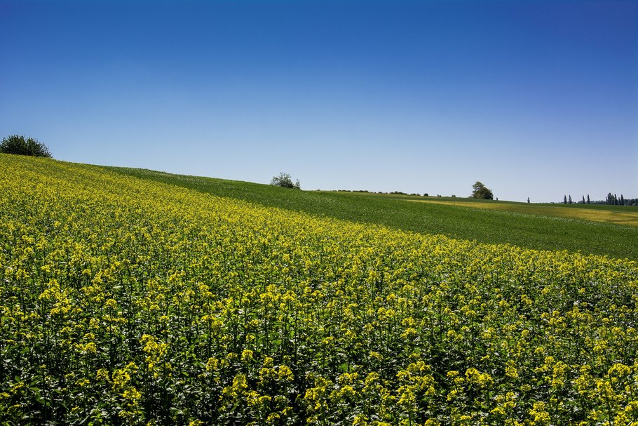 Alles beginnt mit der Senfpflanze: Färben sich die Felder im Herbst gelb, steht die Pflanze in der Blüte. Sobald die Senfschoten trocken sind, sind sie erntereif.