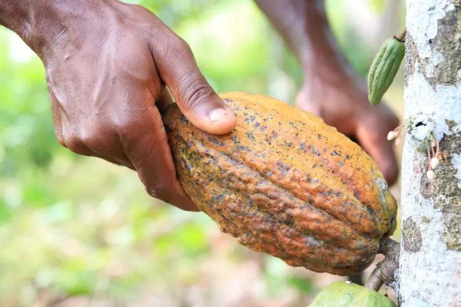 Zwei Hände beim Abschneiden einer Kakaofrucht vom Stamm der Kakaopflanze