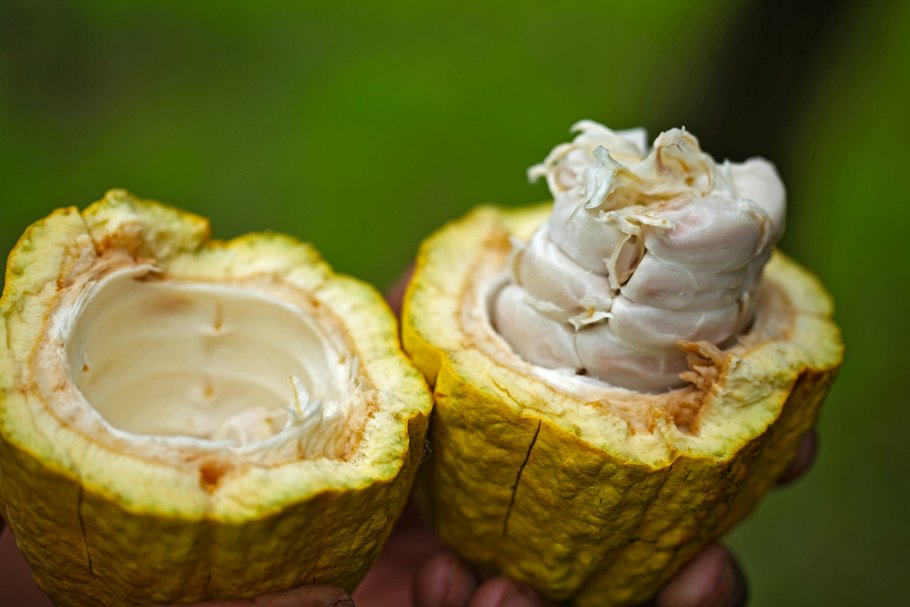 Im Inneren der frischen Kakaofrucht befinden sich die unbehandelten, hellen Kakaobohnen.