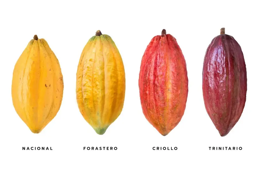 Das Bild zeigt vier verschiedene Kakaobohnen - die vier Grundtypen des Kakaos – nebeneinander aufgereiht: Criollo, Forastero, Trinitario und Nacional.