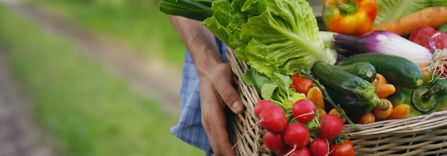 Bio-Lebensmittel sind gefragt. Das Bild zeigt verschiedene Gemüsearten wie Radieschen, Zucchini, Kohl und Karotten in einem Korb.
