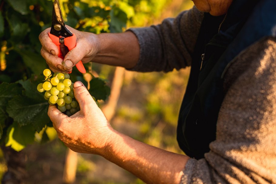 Traubenernte im Weingarten: Der Prozess bis zum Endprodukt umfasst unzählige Schritte.