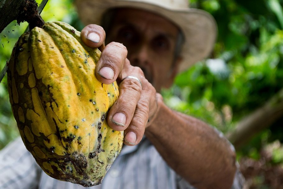 Alles beginnt mit der Kakaofrucht: Ihr werden Fruchtfleisch und Kakaobohnen entnommen. Sie bilden die Basis für die Schokoladenherstellung.