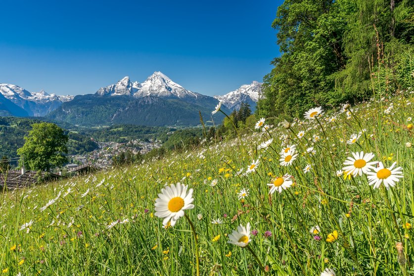 Die Lebensmittelindustrie setzt sich für Nachhaltigkeit und den Schutz der Natur ein - hier eine Blumenwiese vor einer Gebirgskette.