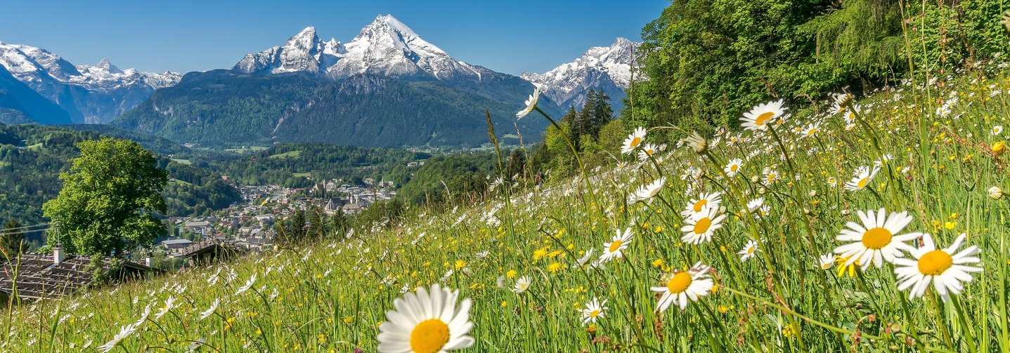 Die Lebensmittelindustrie setzt sich für Nachhaltigkeit und den Schutz der Natur ein - hier eine Blumenwiese vor einer Gebirgskette.