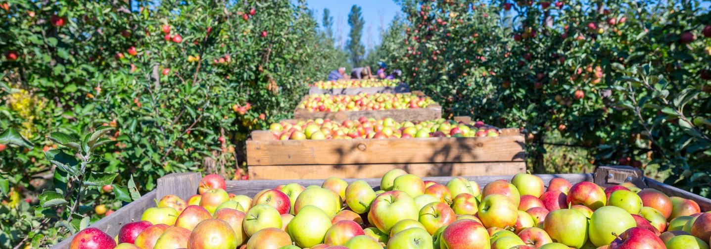 Apfelbäume und geerntete Äpfel in Holzkisten: Österreichische Unternehmen betreiben in der Ukraine Obstplantagen und importieren Fruchtsaftkonzentrat.