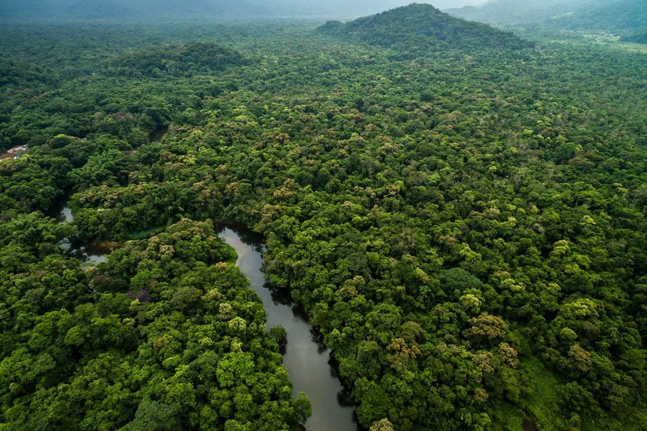 Der Erhalt der Wälder - wie hier der Regenwald - und die Vermeidung von Abholzungen sind zentral für eine nachhaltige Lieferkette.