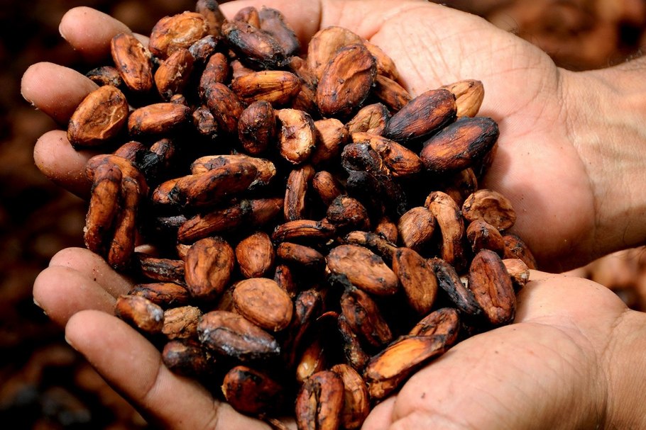Kakaobohnen in zwei Händen: Sie bilden die Basis für die Herstellung von Kakao.
