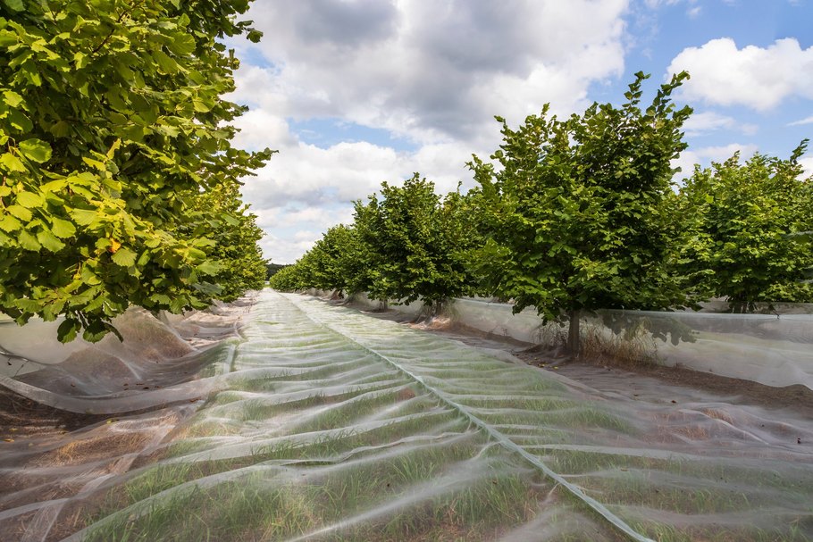 Auch bei Haselnüssen - hier Haselnussbäume auf einer Plantage - steht der nachhaltige Anbau im Fokus der Lebensmittelunternehmen.