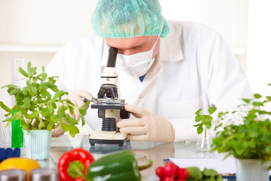 Kontrolle im Labor: Lebensmittel und Futtermittel werden von der Lebensmittelaufsicht regelmäßig auf nicht zugelassene GVO überprüft.