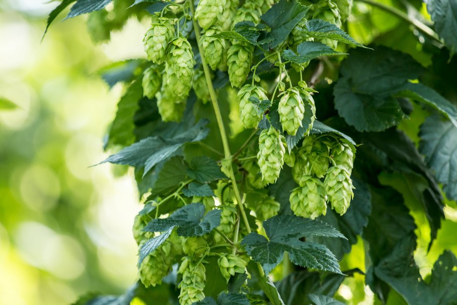 Die Brauzutat Hopfen wird regional in Österreich angebaut.