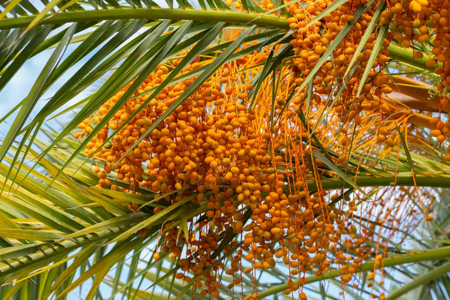 Reifende, rötlich gefärbte Früchte in den Blattachseln einer Ölpalme