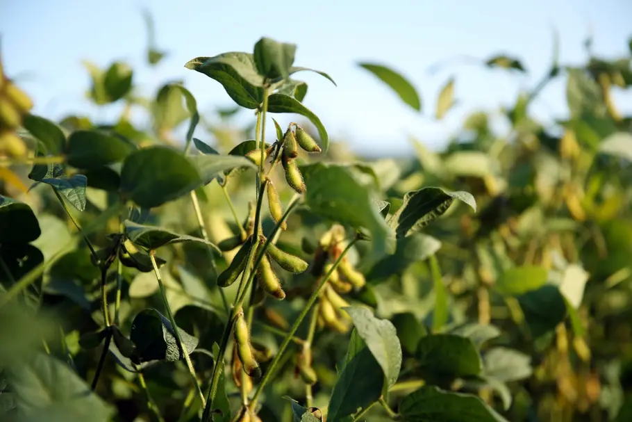 Sojapflanze mit Hülsenfrüchten auf einem Feld