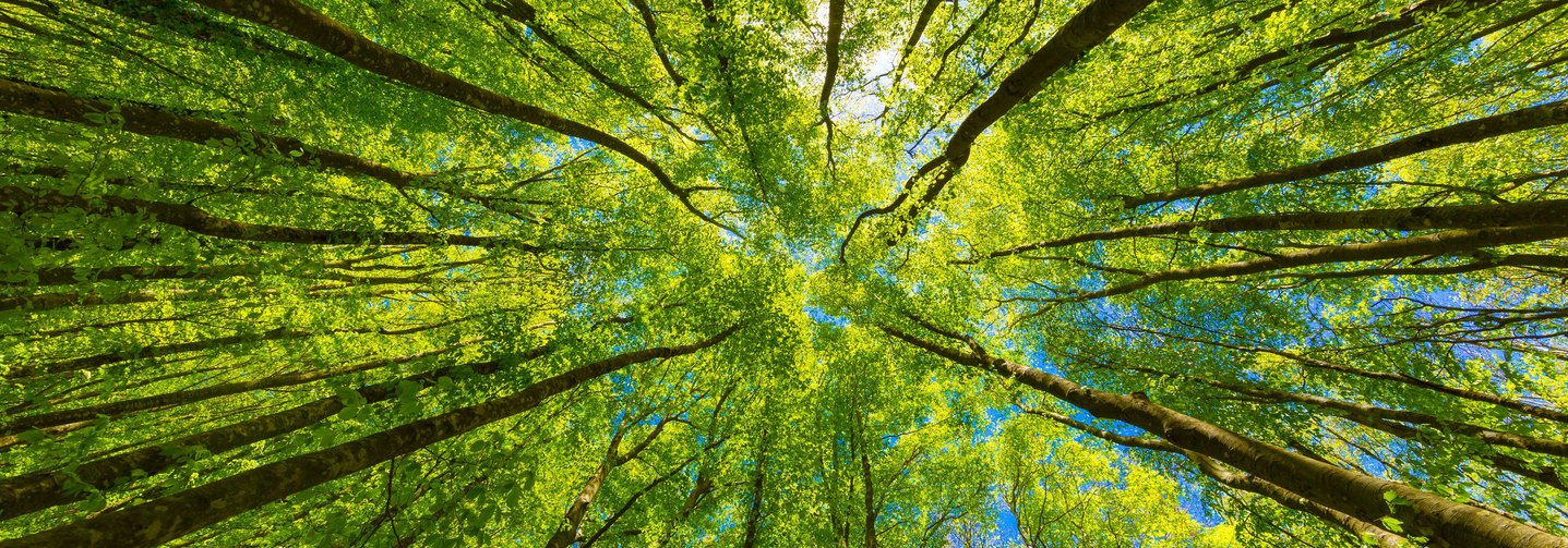 Grüner Wald: Klimaneutral zu werden und die Natur zu schützen ist ein Ziel des European Green Deal.